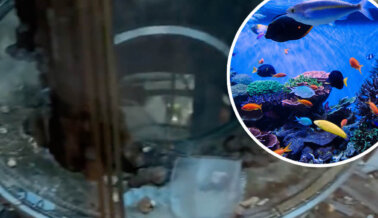 Acuario de Hotel en Berlín con 1500 Peces Estalla: PETA Alemania está Considerando Iniciar Acciones Legales