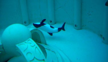 ¿Por qué pusieron a Betsy en un pequeño tanque en la parte trasera de SeaWorld de Orlando?