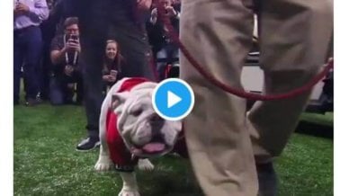 La Casi Tragedia de Bevo/Uga es la Razón Por la Que Los Animales no Pertenecen a Los Estadios de Fútbol