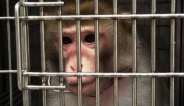 PETA Recurre a la Policía de Seattle: Investiguen el Laboratorio de Primates de UW Tras su Destrucción de Registros