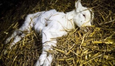 Cabras Golpeadas Por la Leche Orgánica