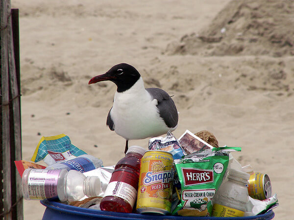 Bird-In-Trash