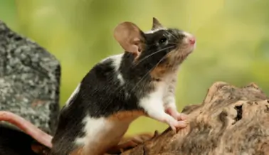 ¡Victoria! La Junta Nacional de la Sandía pone fin a las pruebas mortales en animales tras la campaña de PETA