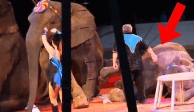 ¡Dile a Brian Franzen que Deje de Obligar a los Animales a Actuar en los Circos!