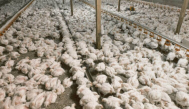 ¿Qué es la gripe aviar? y ¿es seguro comer carne, huevos y lácteos?