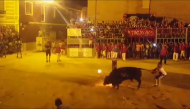 Video Viral: Toro atormentado muere tratando de escapar del fuego en sus cuernos