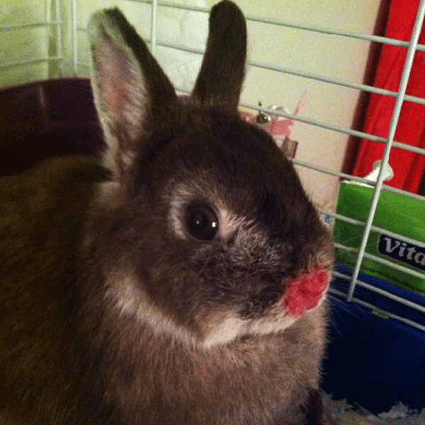 Bunny-With-Hurt-Nose