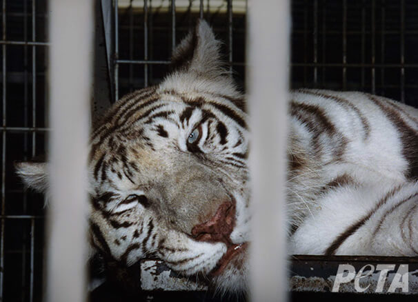 Caged-White-Tiger