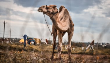 PETA India y Activistas Locales Rescatan a Siete Camellos de una Matanza