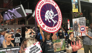 No te Dejes Engañar por la Nueva Política de Pelaje de Canada Goose