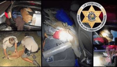 Oficiales descubren tres ciervos en peligro de extinción atados en la parte trasera de un auto