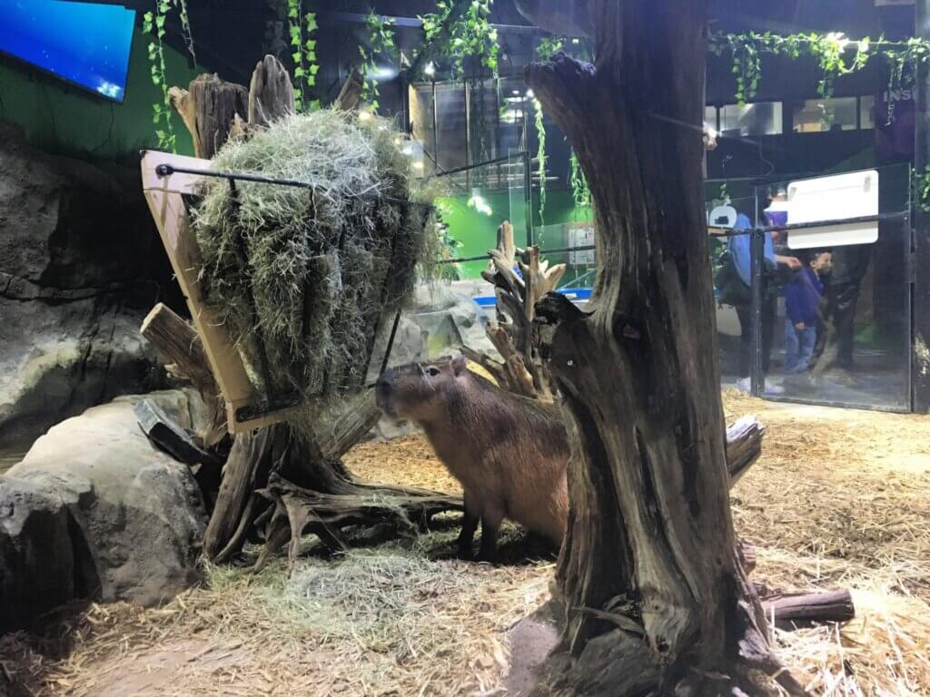Capibara en captividad