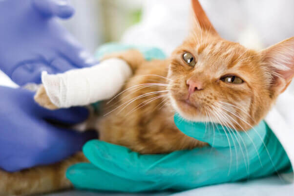 cat-at-vet