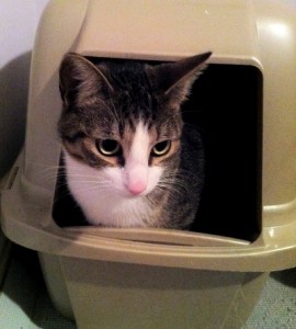 Cat in litter box