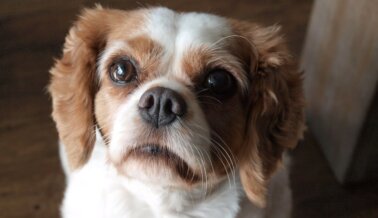 ¿Es el Cavalier King Charles Spaniel la Raza de Perro Menos Saludable?