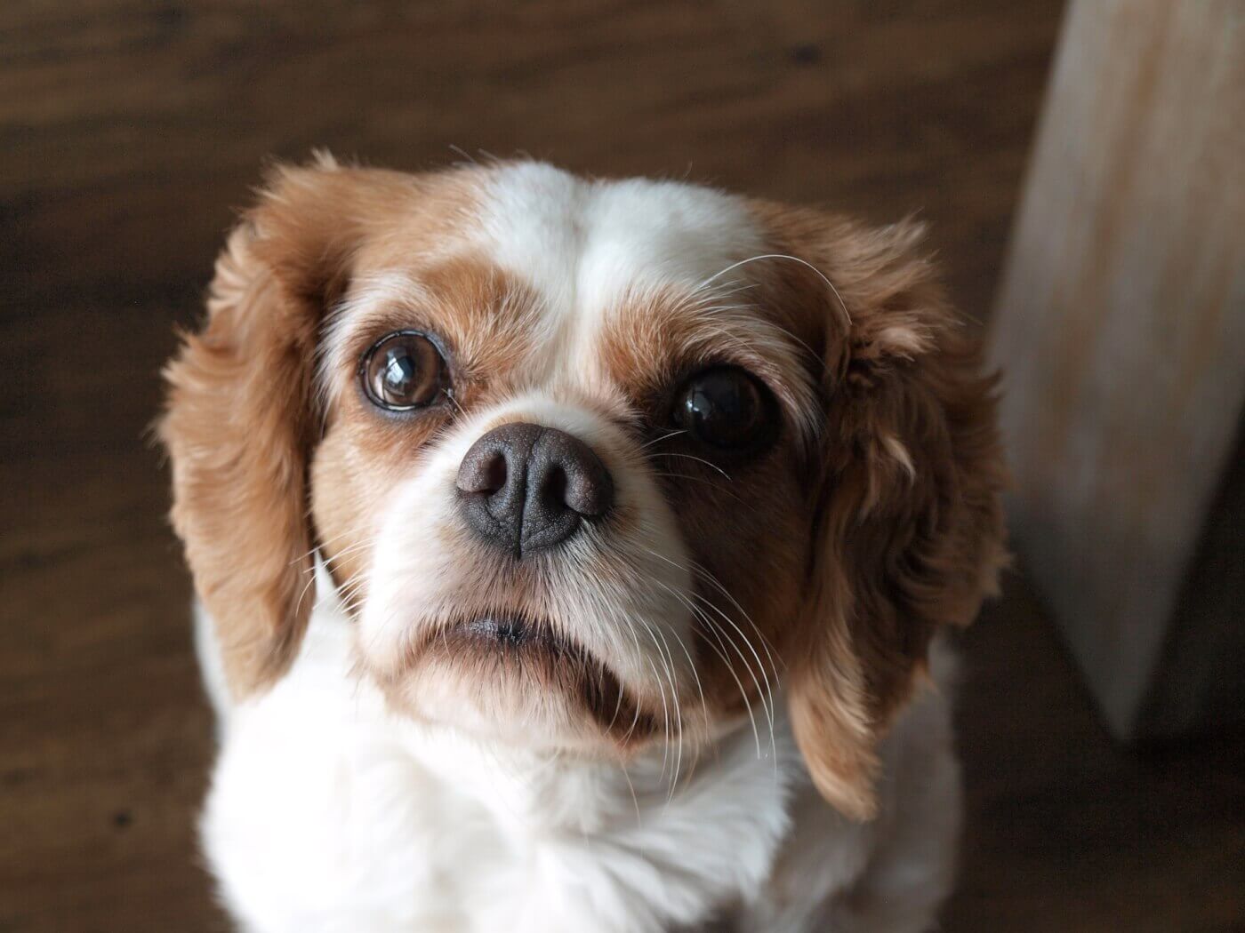 5 Enfermedades que Suelen Tener los Cavalier King Charles Spaniel PETA Latino