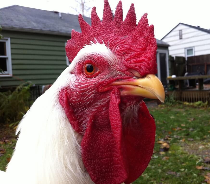10 razones para no comer pollo - Entradas - PETA Latino 10 razones para no comer pollo - Entradas - PETA Latino