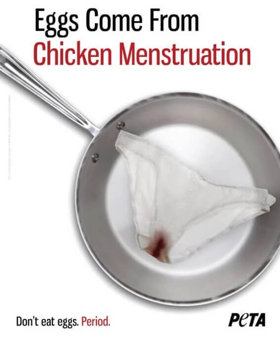 Chicken Menstration. Eggs