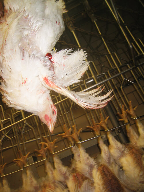 Chicken hanging at slaughterhouse