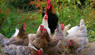 10 Datos Sorprendentes Sobre las Gallinas