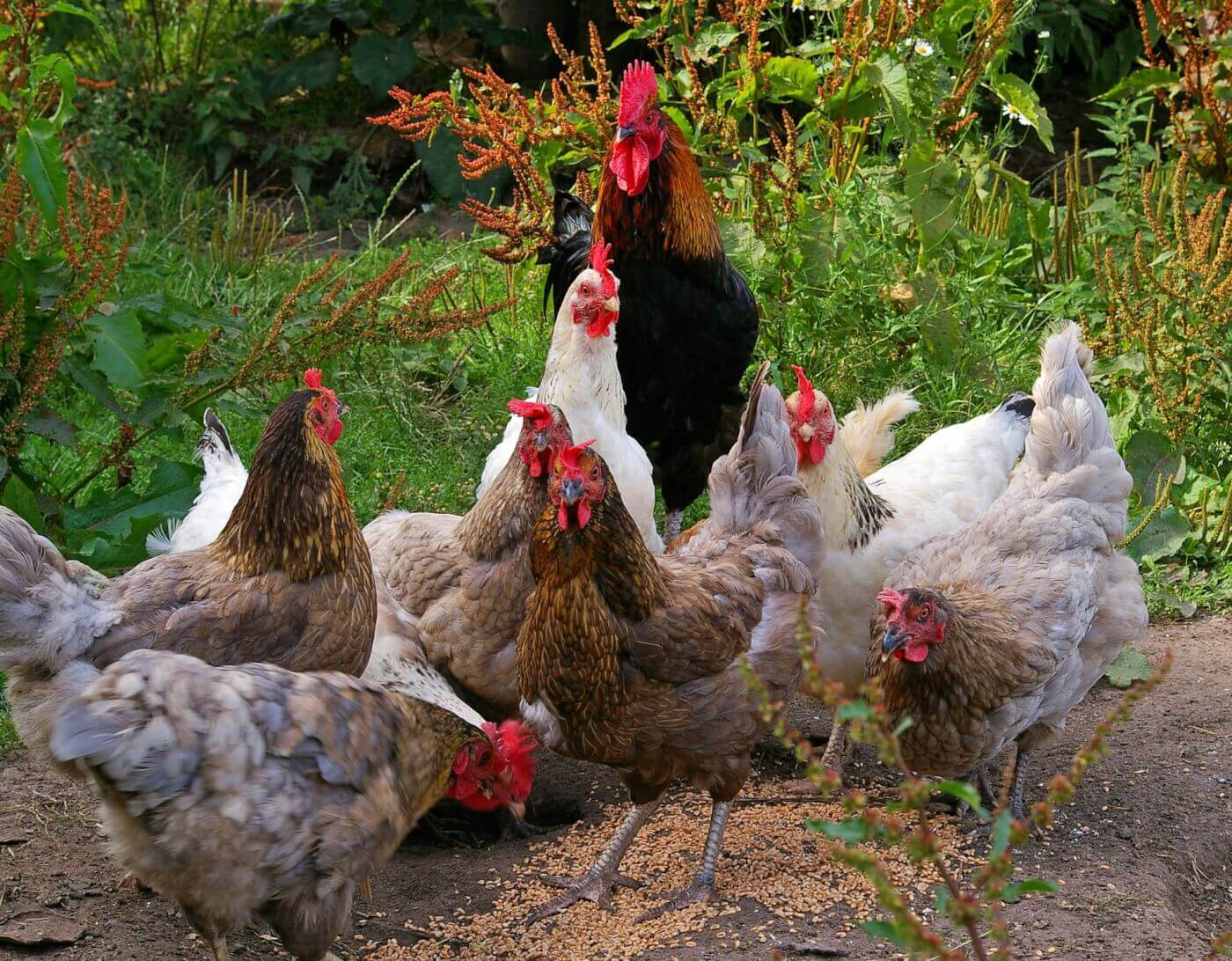 10 datos sorprendentes sobre las gallinas PETA Latino.