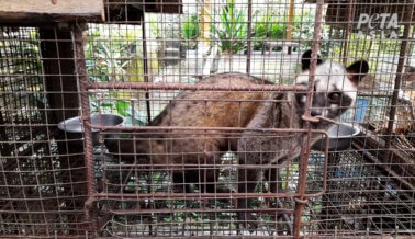 ¡Oye, Turista! El Café con Excremento de Gato Civeta Perjudica a los Animales y Podría Matarnos a Todos