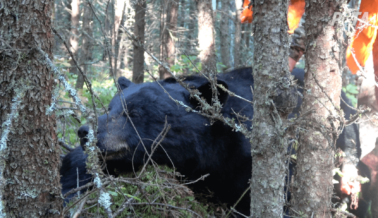 Nueva investigación sobre pieles: atraen a osos con galletas y los balean con ballestas