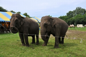 Las elefantes Tina y Jewel en el Cole Brothers Circus/ Credit FaceMePLS/cc by 2.0