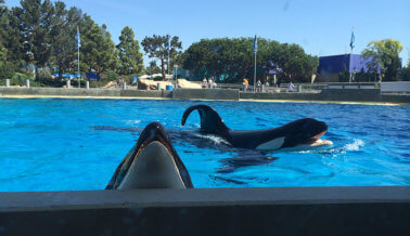 Pídele a WestJet Que no Venda Más Boletos de SeaWorld Pídele a WestJet Que no Venda Más Boletos de SeaWorld