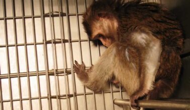 ¿El Centro de Primates de la UW Acaba de Contratar a la Dra. Muerte? PETA Revela su Turbio Pasado