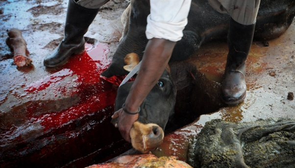 Cow-at-slaughterhouse