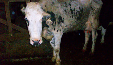 Una Vaca Caída: La historia real de un animal anónimo nacido dentro de la industria de la carne
