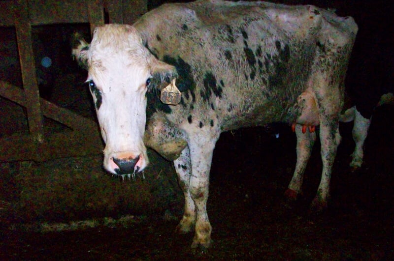 Cow-on-Factory-Farm-PETA-Owned