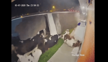 El Video del Accidente de un Camión con Vacas Servirá Para que Despiertes de una Vez