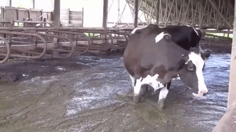 Las vacas