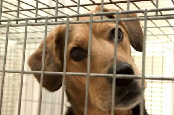 Crated dog