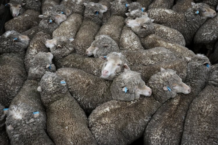 Crowded Sheep