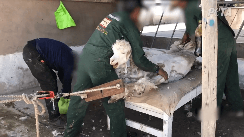 Alpaca shearing for wool