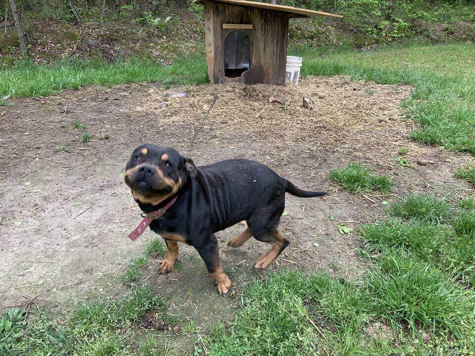 Cupcake the dog and her doghouse