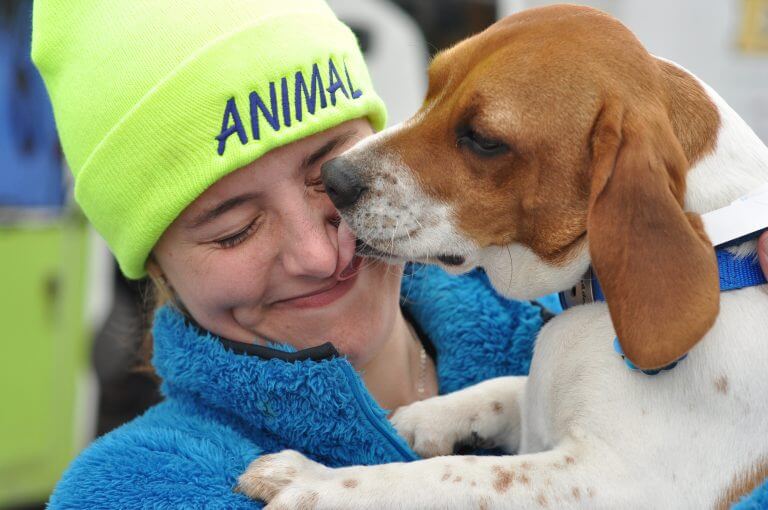 cute beagle kissing a person