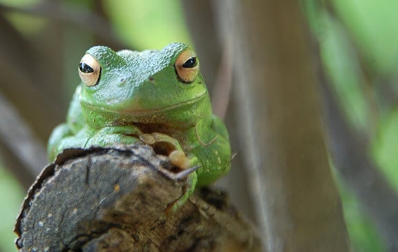 Cute-Green-Frog-1024x649