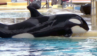 El maltrato internacional de orcas de SeaWorld al descubierto en Loro Parque