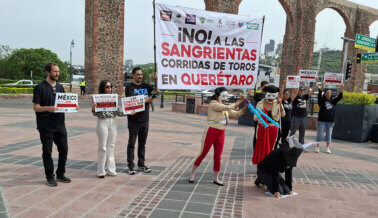 De Querétaro a Guanajuato: La campaña de PETA Latino para poner fin a las corridas de toros en México