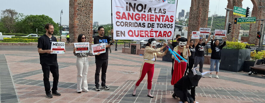 De Querétaro a Guanajuato: La campaña de PETA Latino para poner fin a las corridas de toros en México