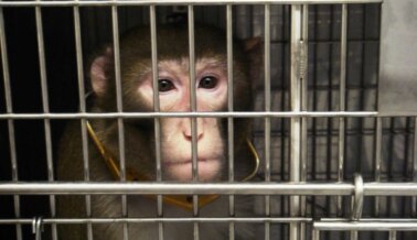 Experimentadores les dan Cannabis a los Monos y los Fuerzan a Eyacular en Disparatado Estudio