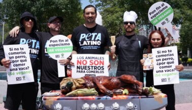 ¿Perro o Pollo? PETA Latino dice que no hay diferencia