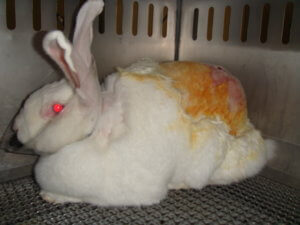 rabbit with a shaved back and wearing an Elizabethan collar in a cage