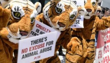 Nunca Nos Dimos Por Vencidos: El Triunfo de PETA Sobre Ringling Bros.