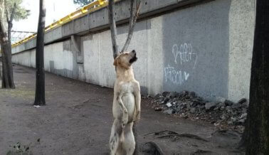 Foto alarmante de perro atado a un árbol indigna a residentes de Ciudad de México