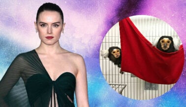 Daisy Ridley Confronta a UMass por los Crueles Experimentos en Titíes